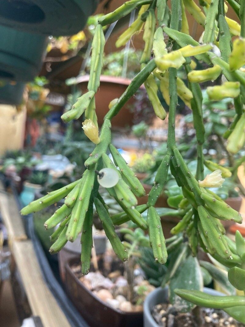 Rhipsalis ewaldiana — search result for 'Rhipsalis'