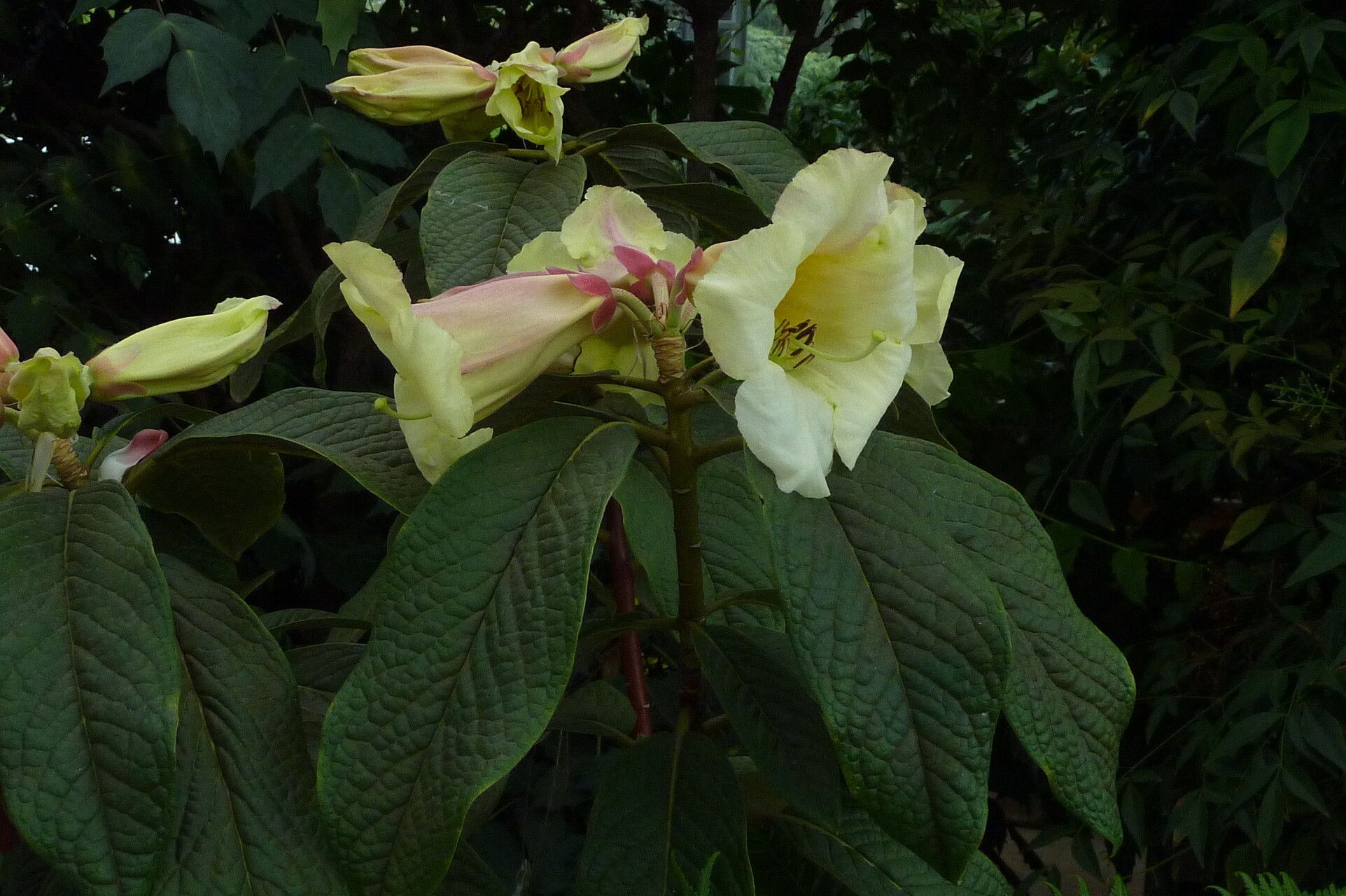 Rhododendron nuttallii — houseplant care guide