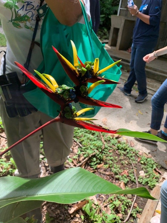 Heliconia mathiasiae flower