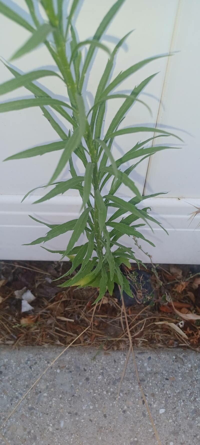 Conyza floribunda leaf