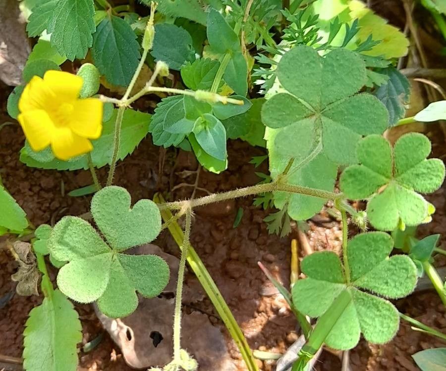 Oxalis conorrhiza habit