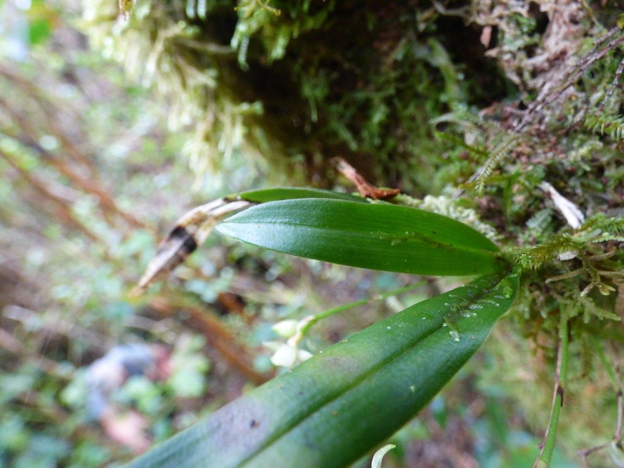 Angraecum crassifolium — houseplant care guide