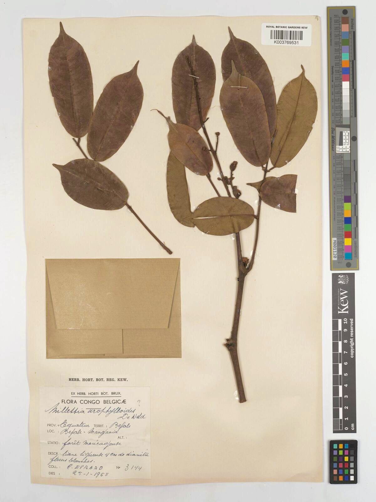 Millettia urophylloides — houseplant care guide