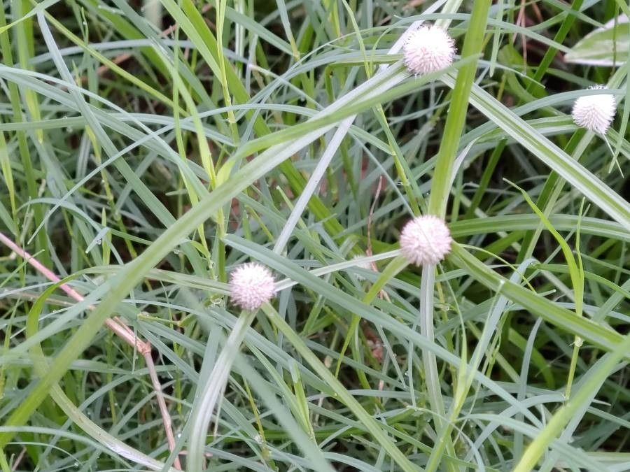 Cyperus brevifolius fruit