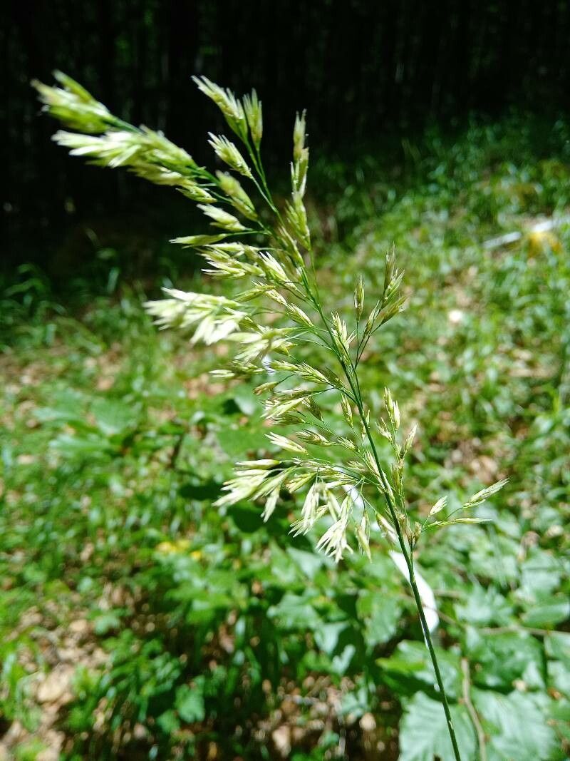 Festuca drymeja flower