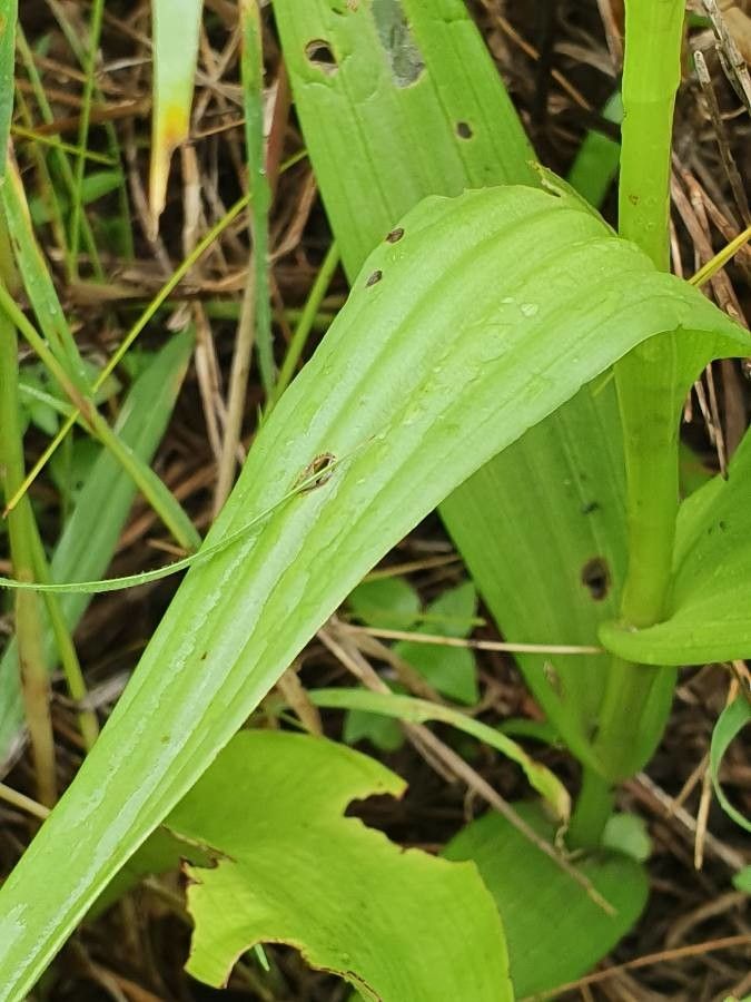 Habenaria humilior — houseplant care guide