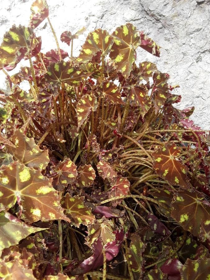 Begonia bowerae leaf