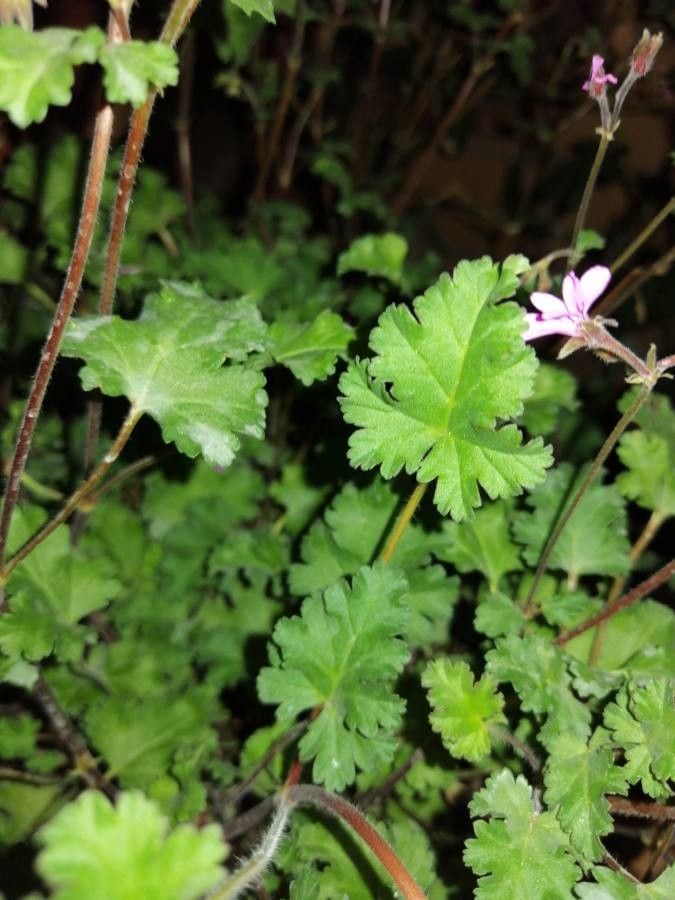 Pelargonium ionidiflorum leaf