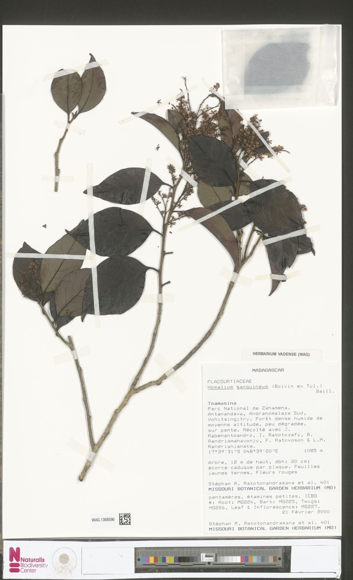 Homalium sanguineum — houseplant care guide