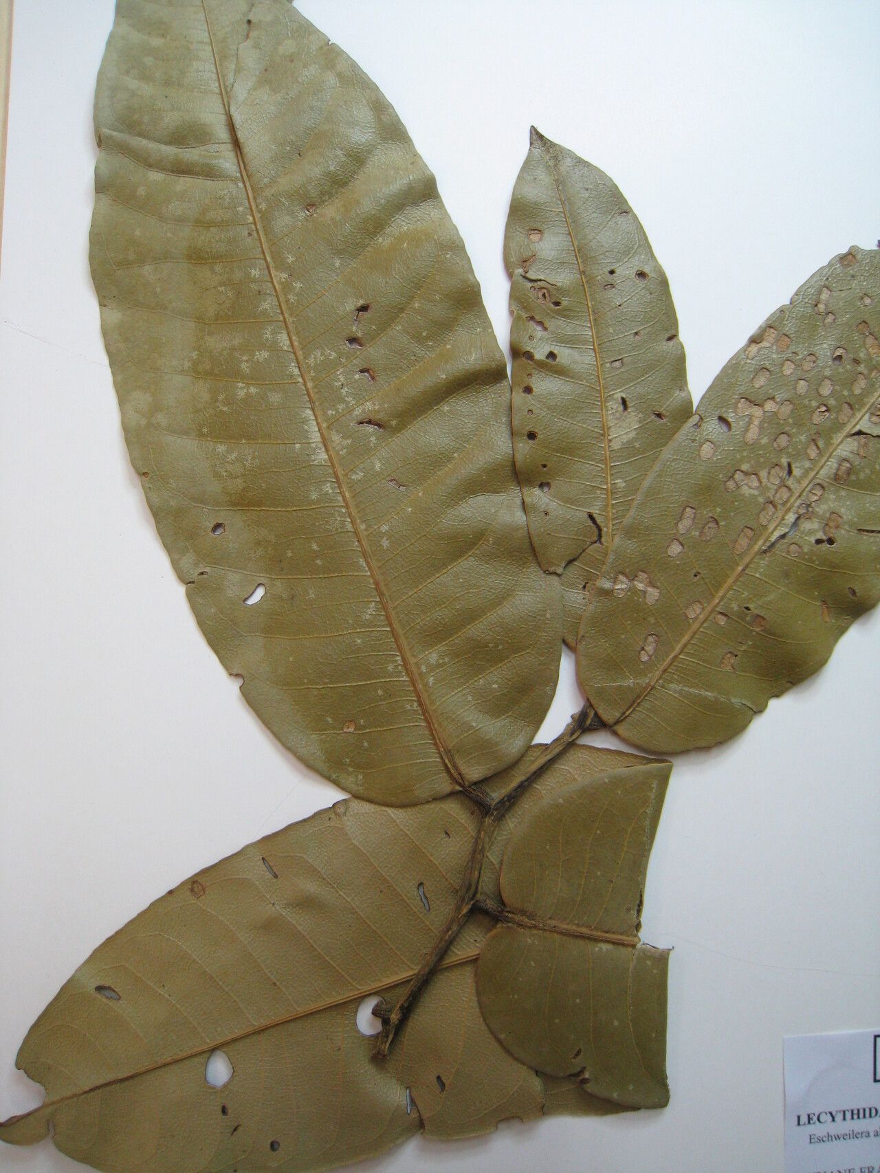 Eschweilera alata other