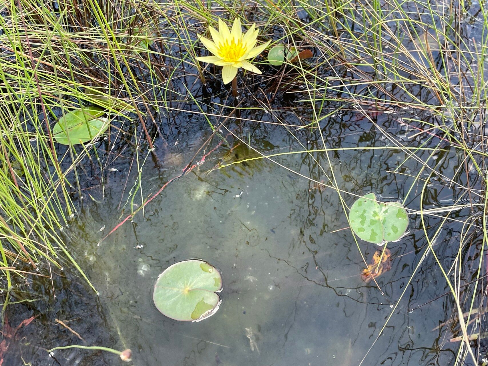 Nymphaea sulphurea flower