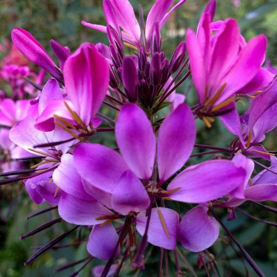 Cleome hassleriana flower