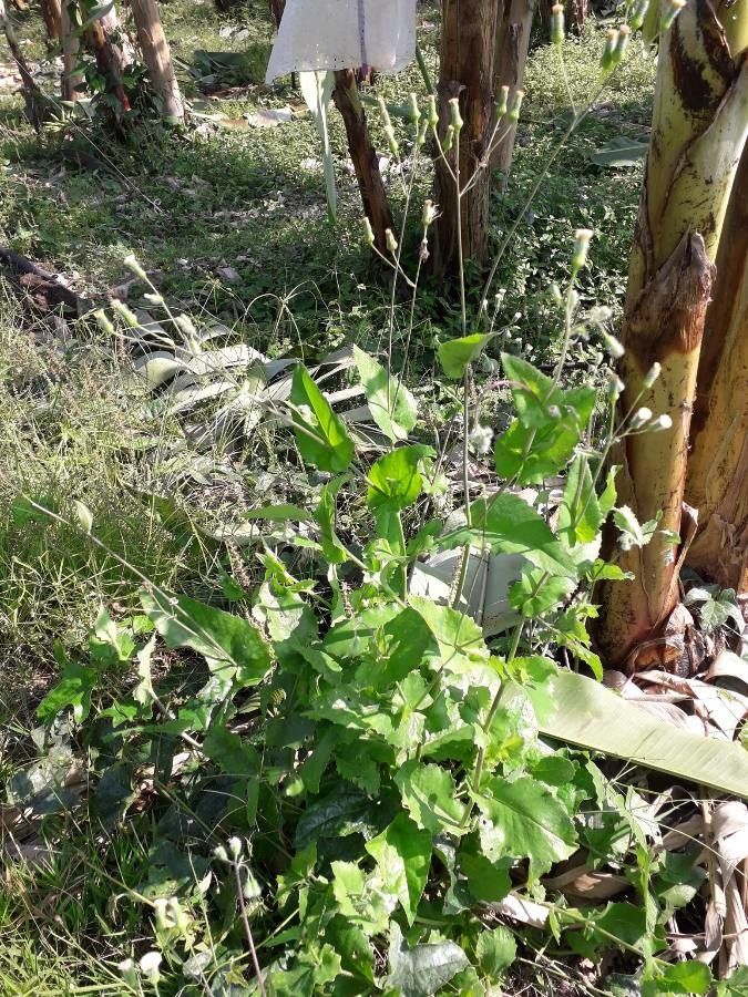 Emilia praetermissa habit