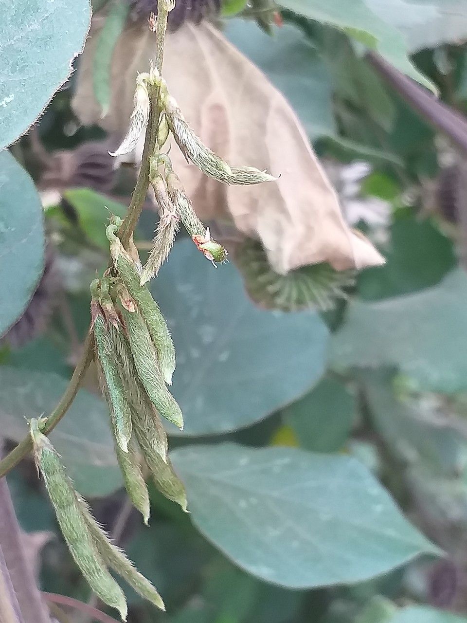 Desmodium incanum fruit