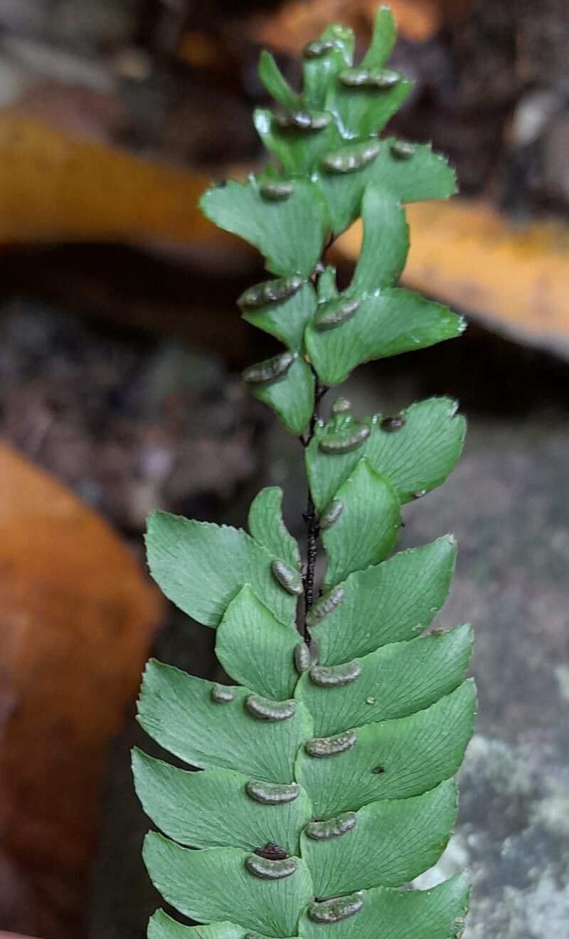 Adiantum pulverulentum fruit