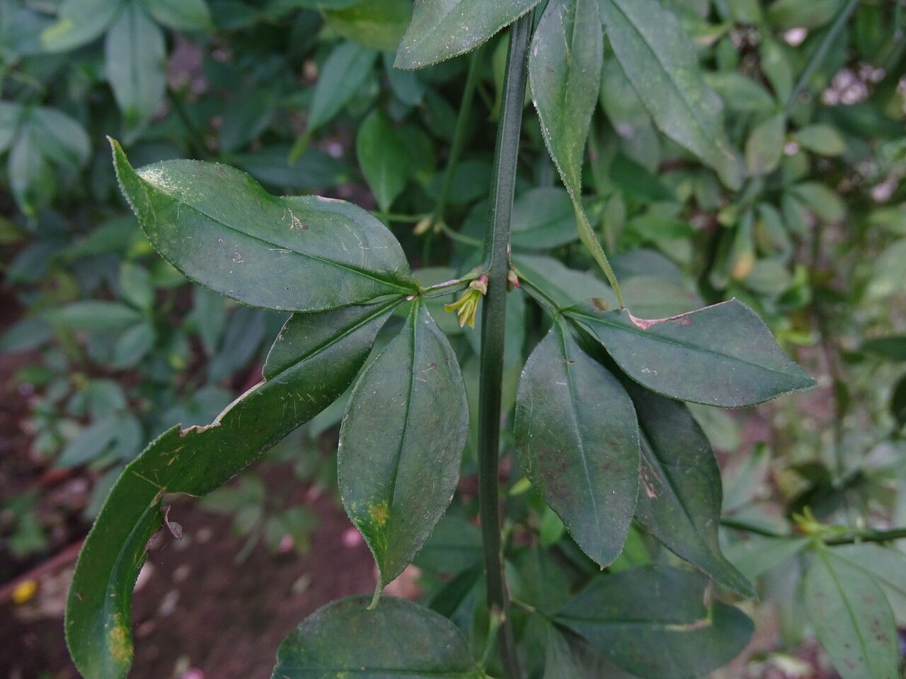 Jasminum mesnyi — search result for 'Oleaceae'