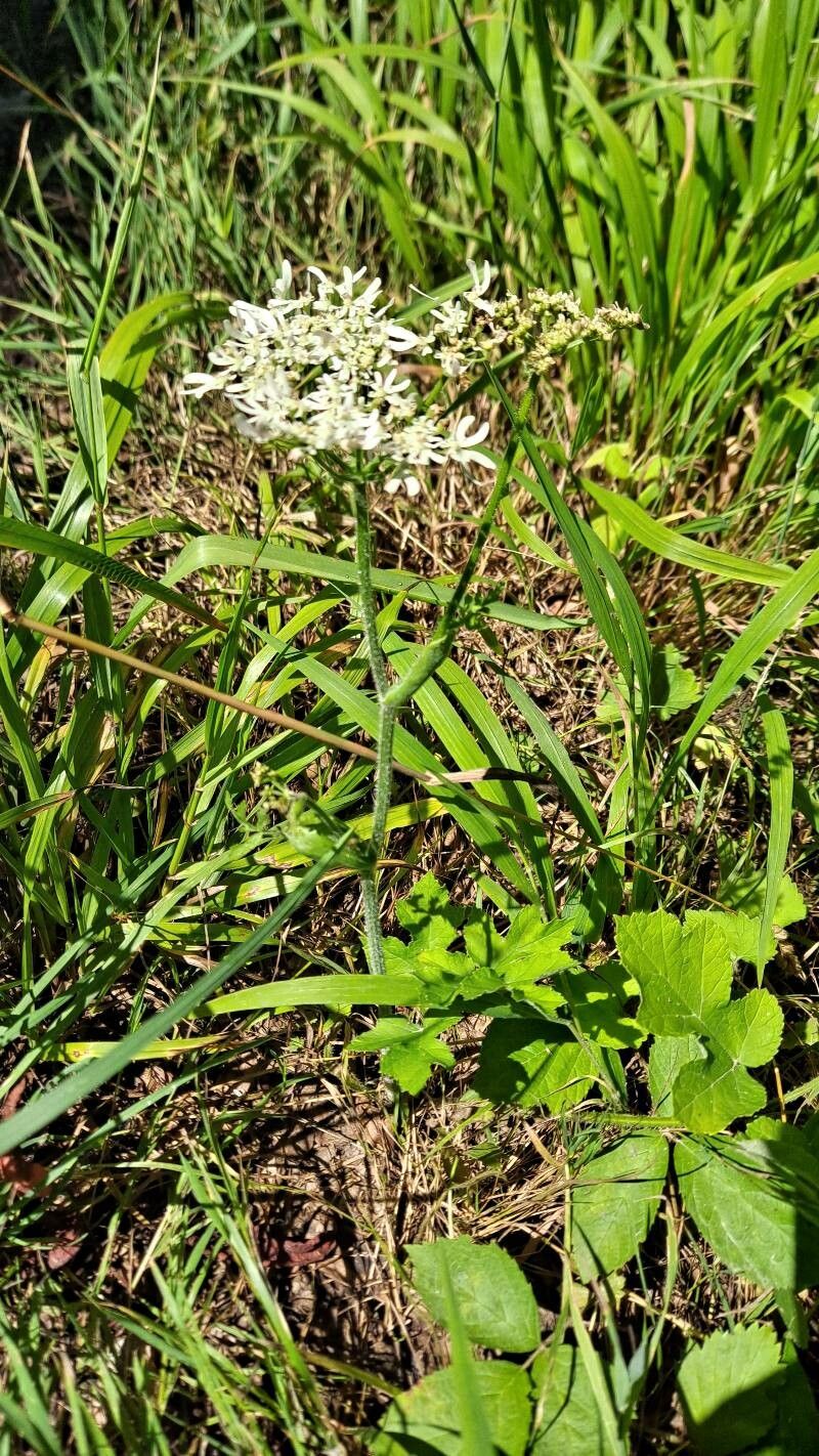 Heracleum austriacum habit
