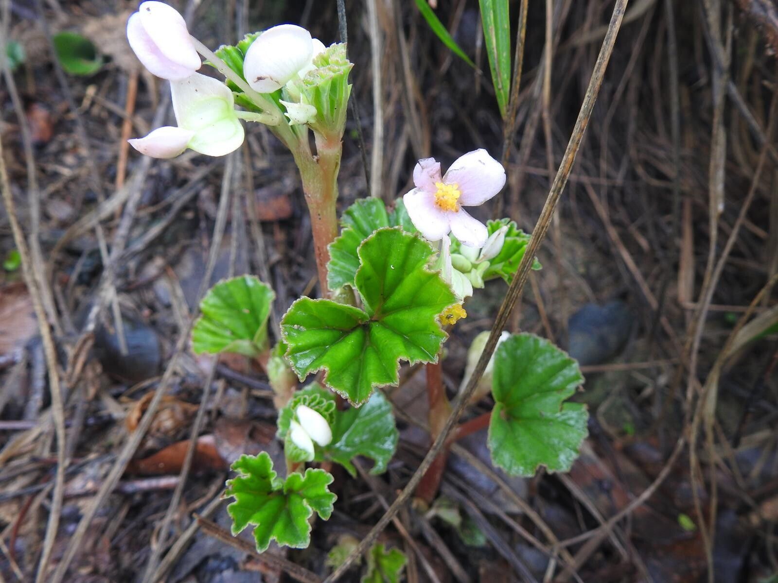 Begonia princeae flower