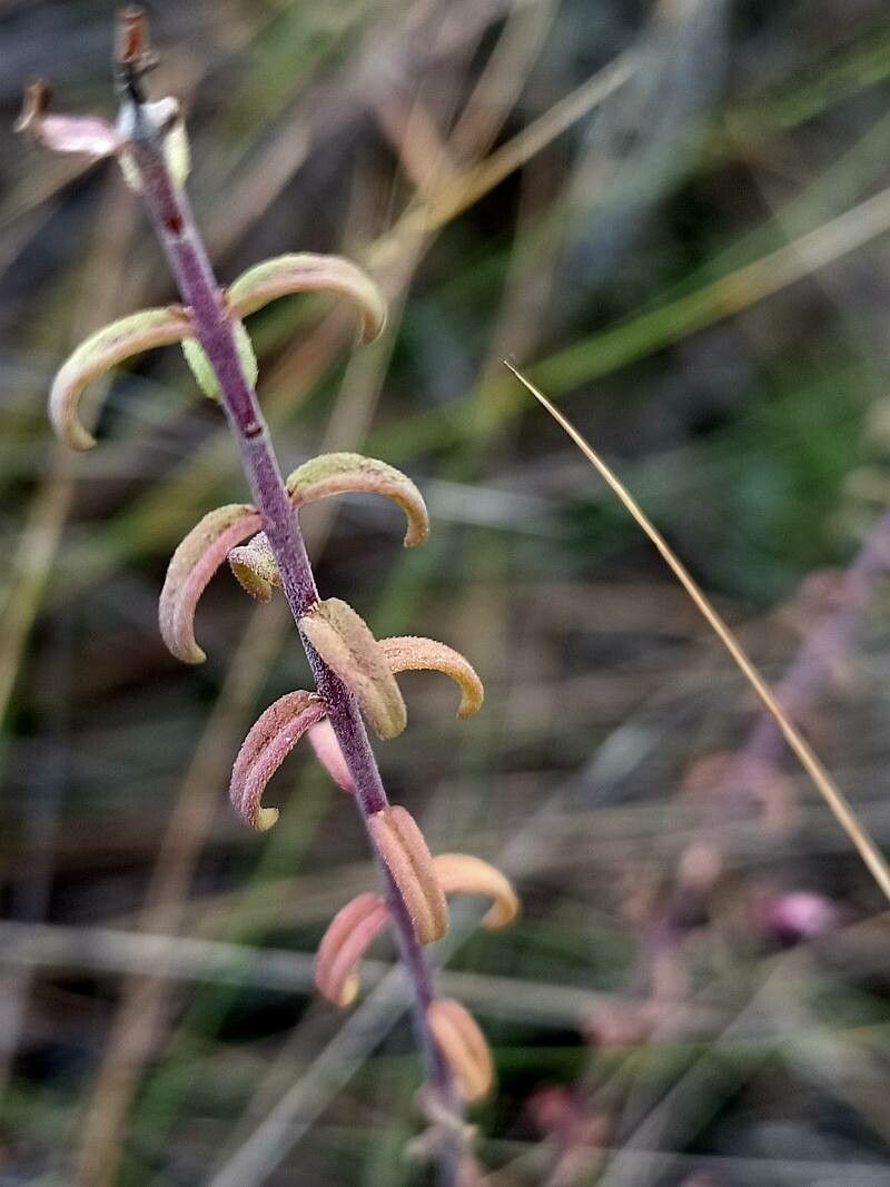 Odontites recordonii — houseplant care guide