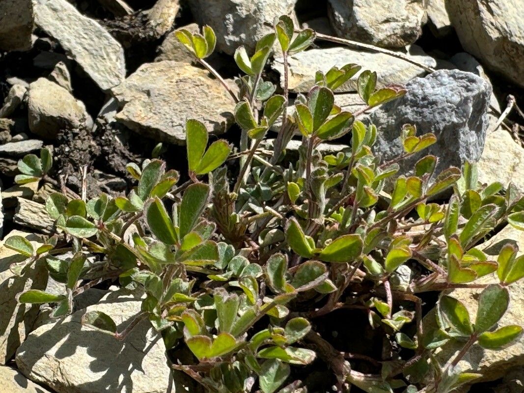 Trifolium saxatile leaf
