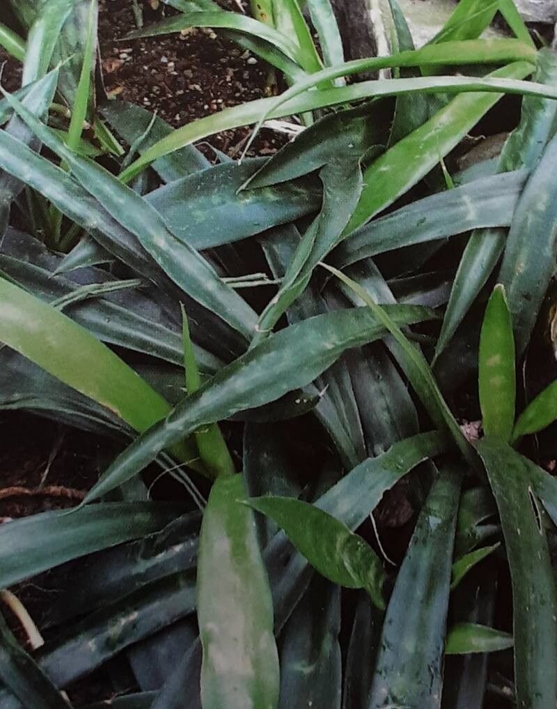 Dracaena dooneri habit