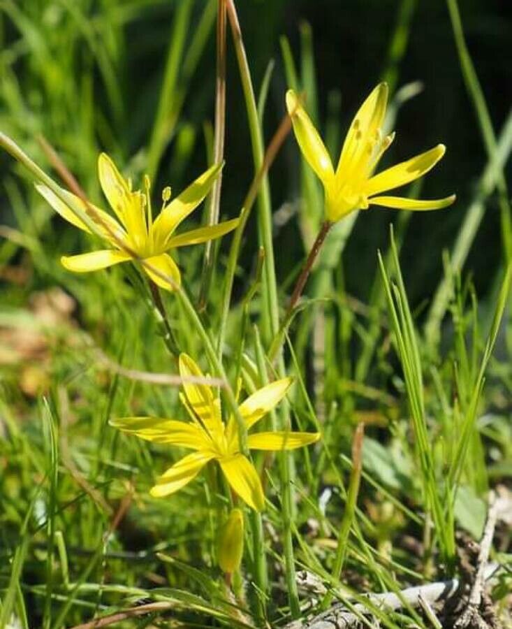 Gagea chlorantha — related species from the same genus