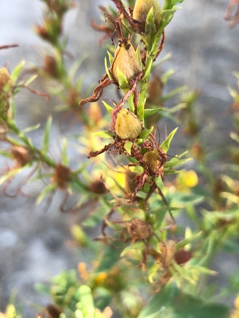 Hypericum perfoliatum fruit