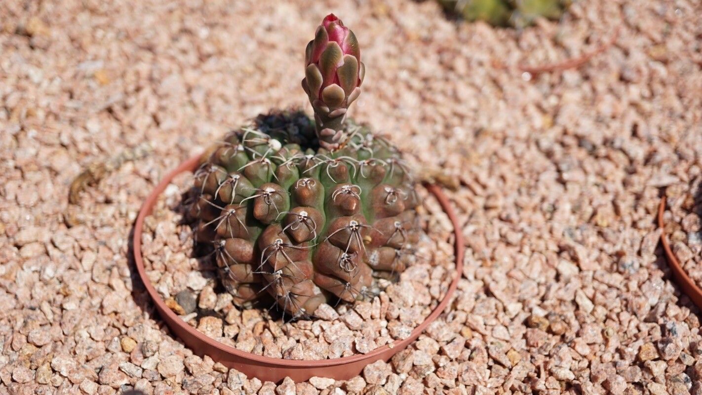 Gymnocalycium marsoneri — search result for 'Gymnocalycium'