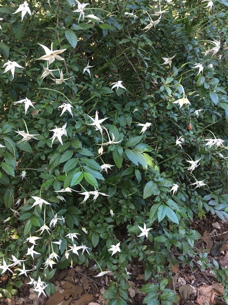 Rosenbergiodendron formosum habit