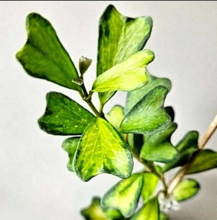 Hoya manipurensis — search result for 'Hoya'