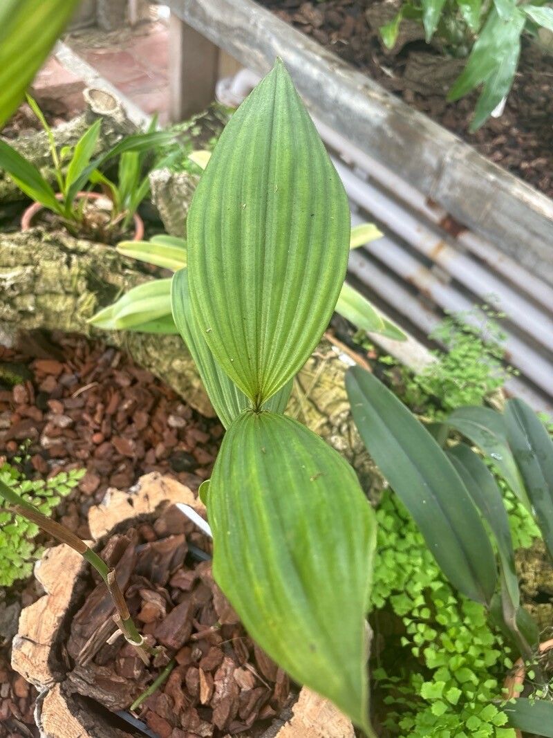 Sobralia valida — houseplant care guide