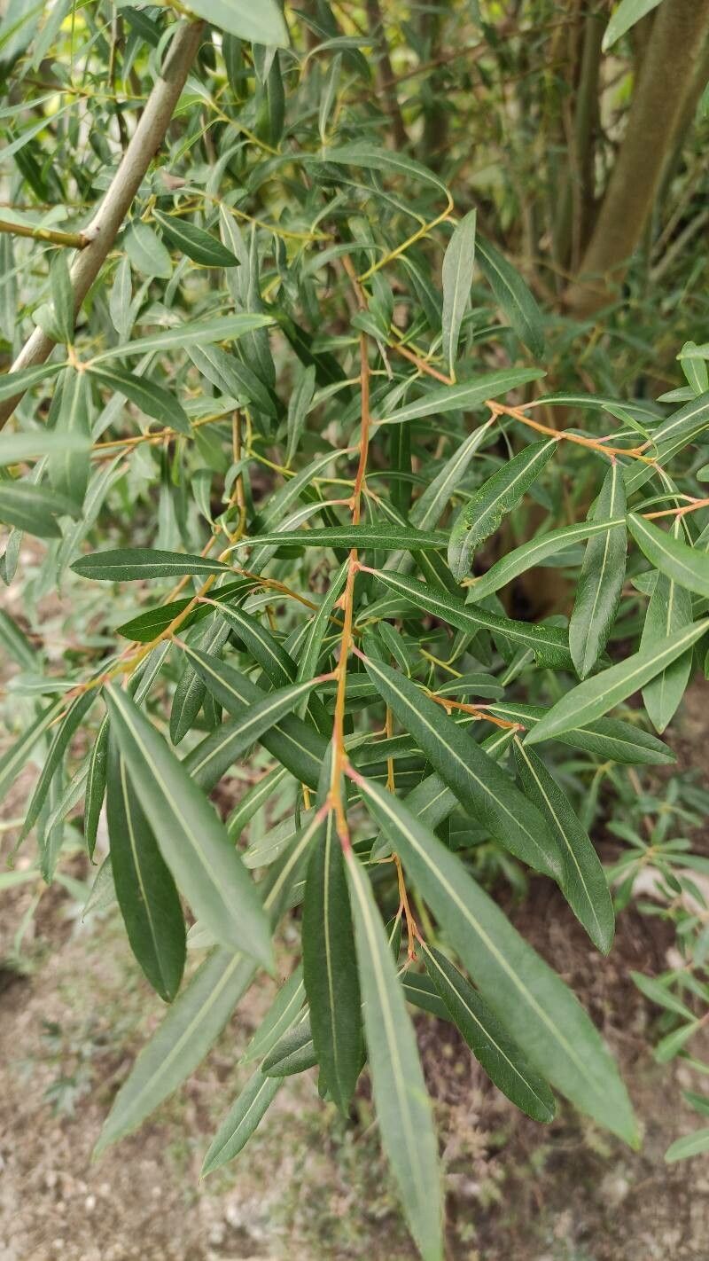 Salix caesia — houseplant care guide