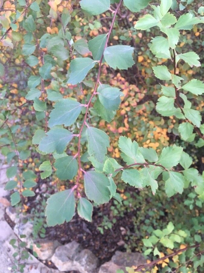 Spiraea trilobata leaf