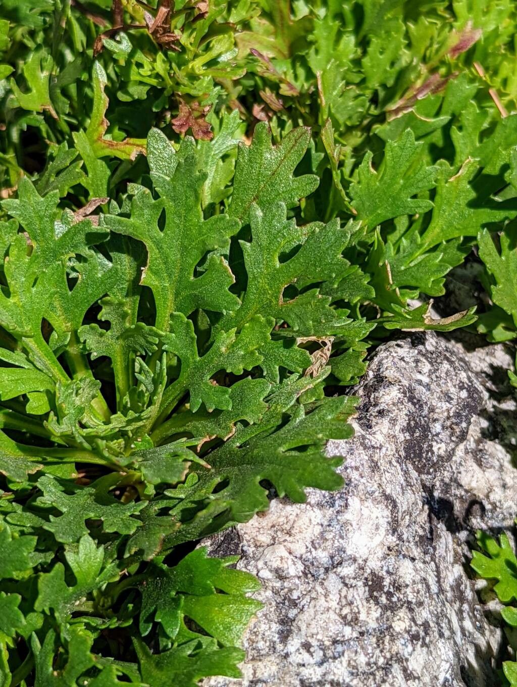Chrysanthemum Zawadskii leaf