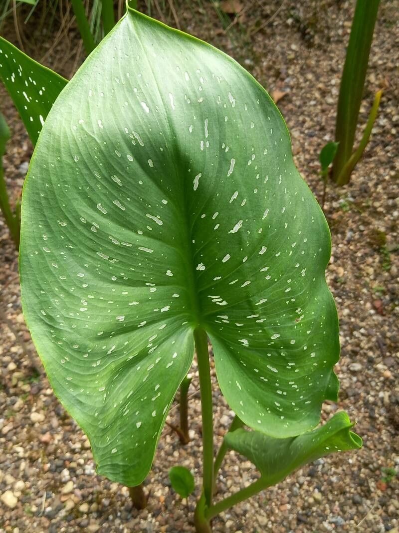 Zantedeschia jucunda leaf