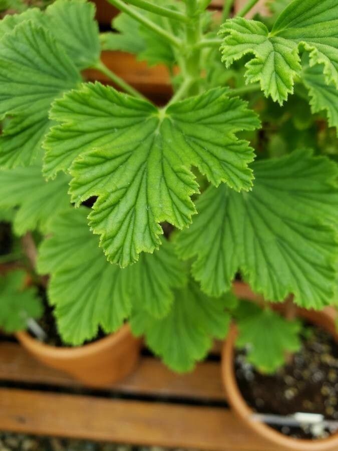 Pelargonium citronellum — search result for 'Citronella'