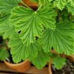 Pelargonium citronellum