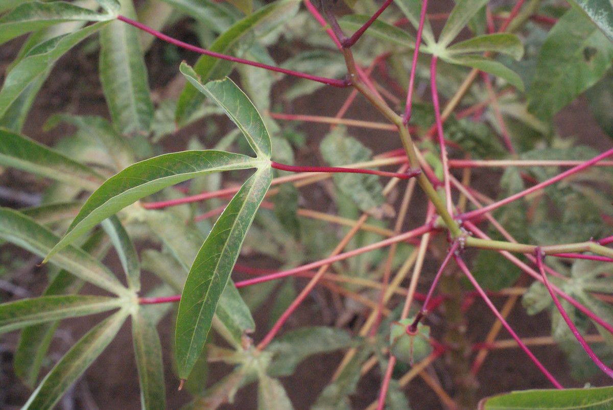 Zanthoxylum punctatum leaf