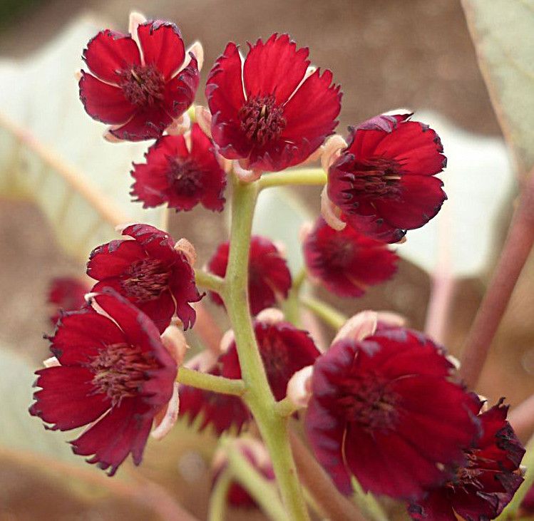 Elaeocarpus kaalensis flower