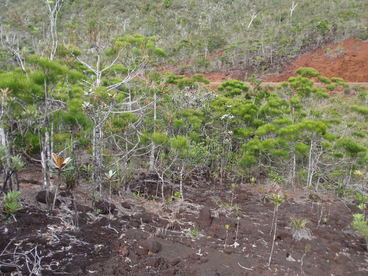 Gymnostoma deplancheanum habit