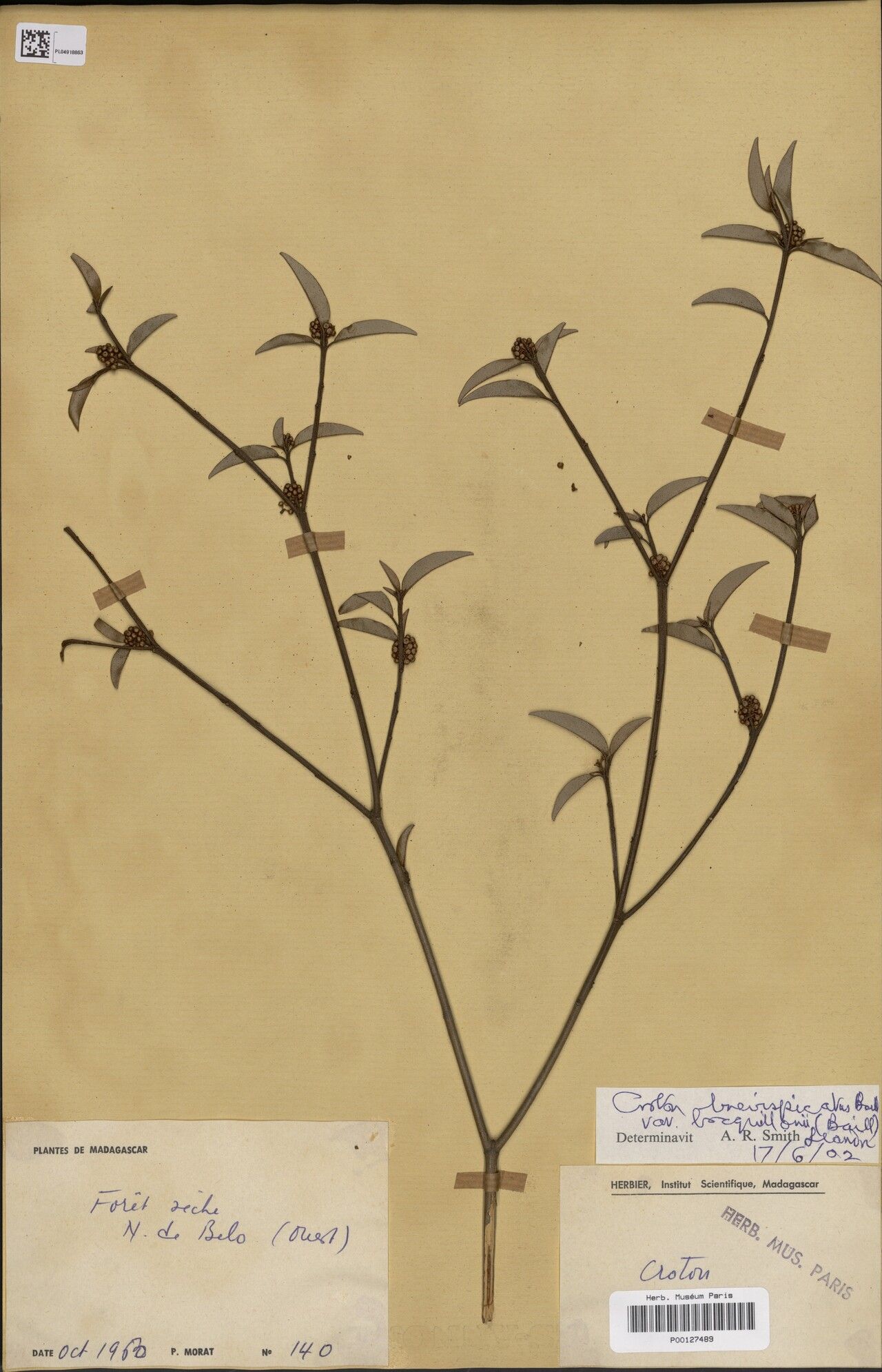 Croton basaltorum — houseplant care guide