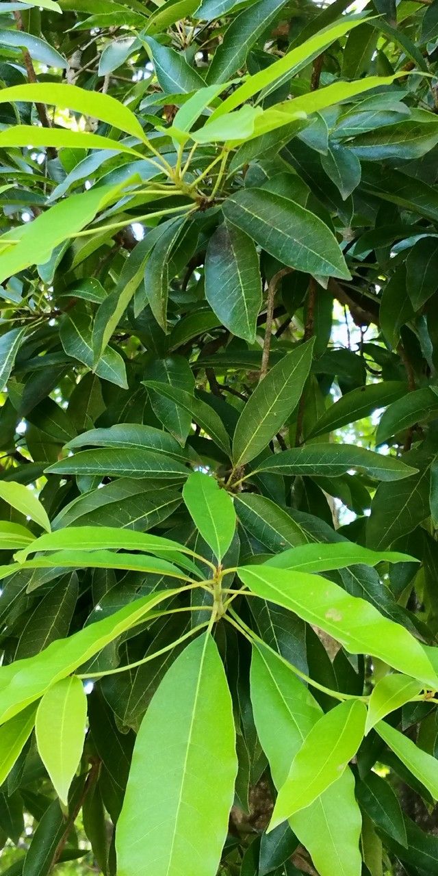 Garcinia xipshuanbannaensis leaf