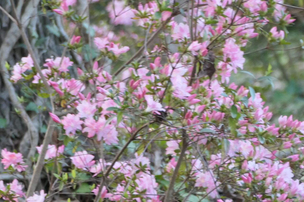 Rhododendron vaseyi flower