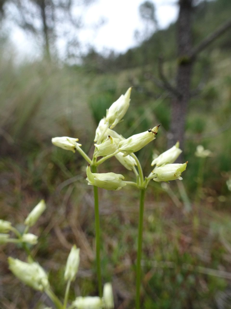 Halenia pringlei — houseplant care guide