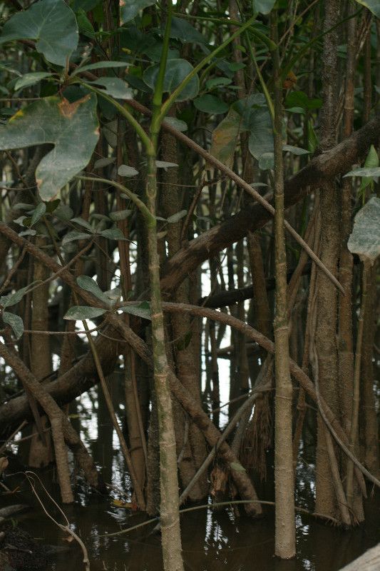 Montrichardia arborescens habit