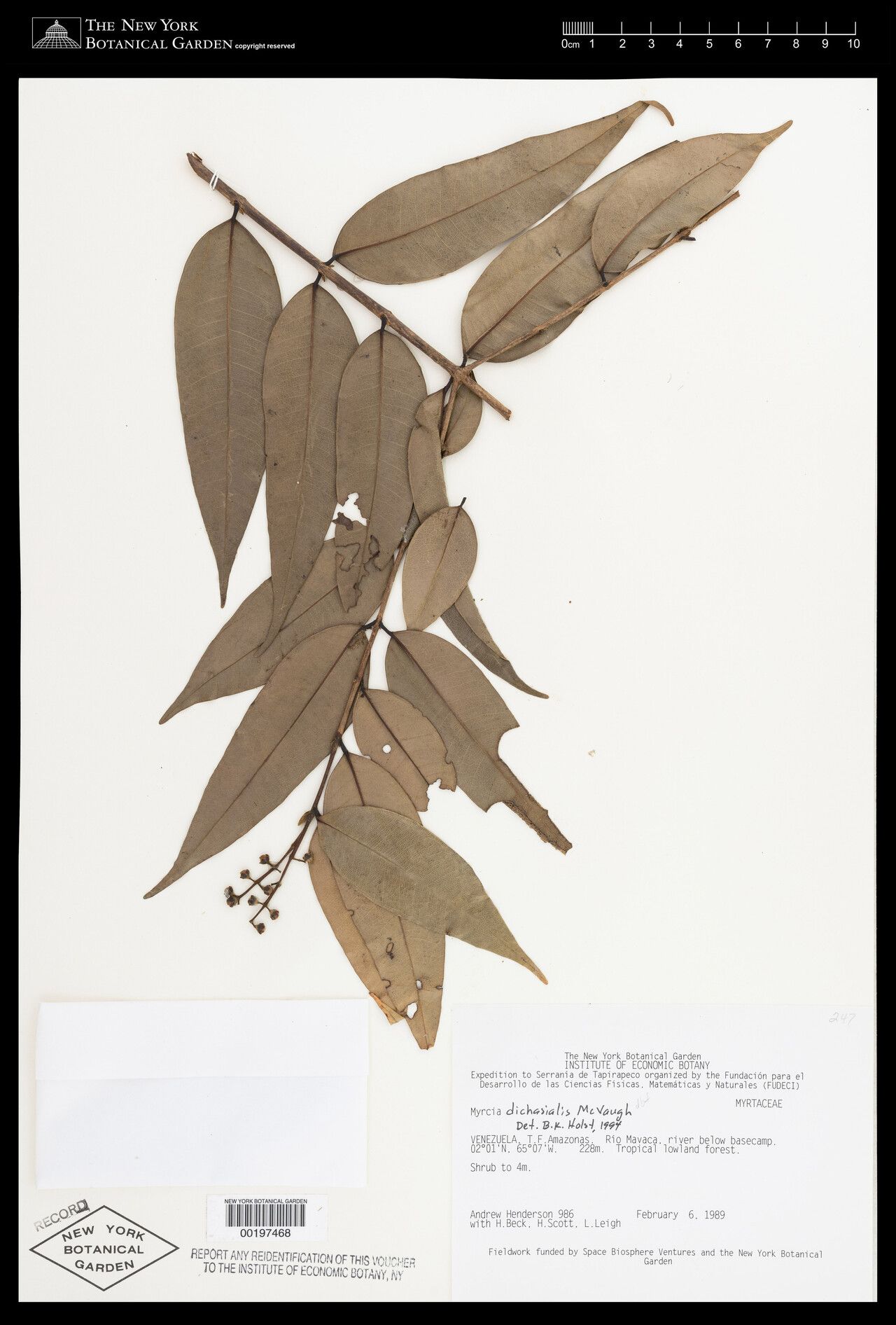 Myrcia dichasialis — houseplant care guide