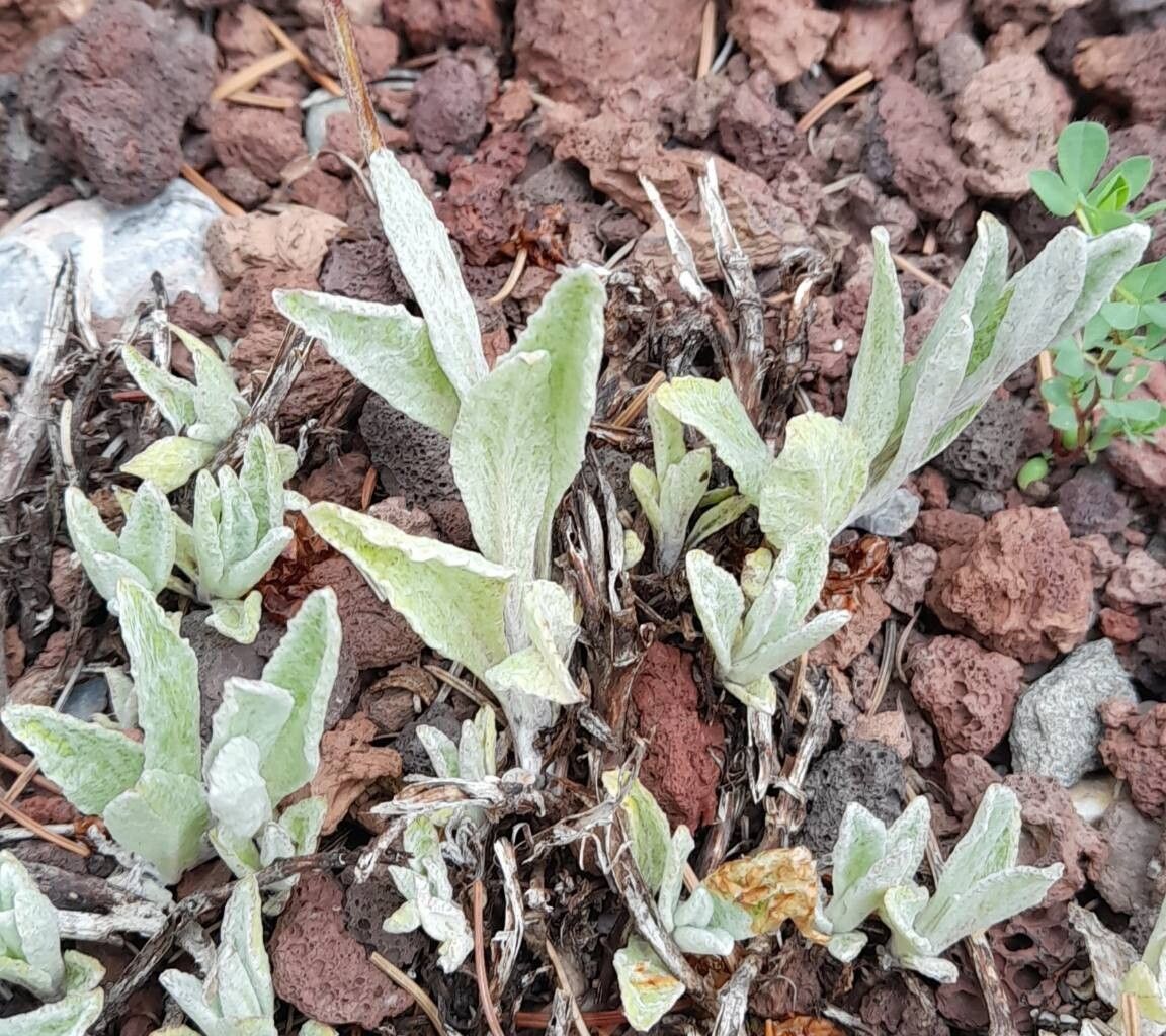 Calceolaria arachnoidea leaf