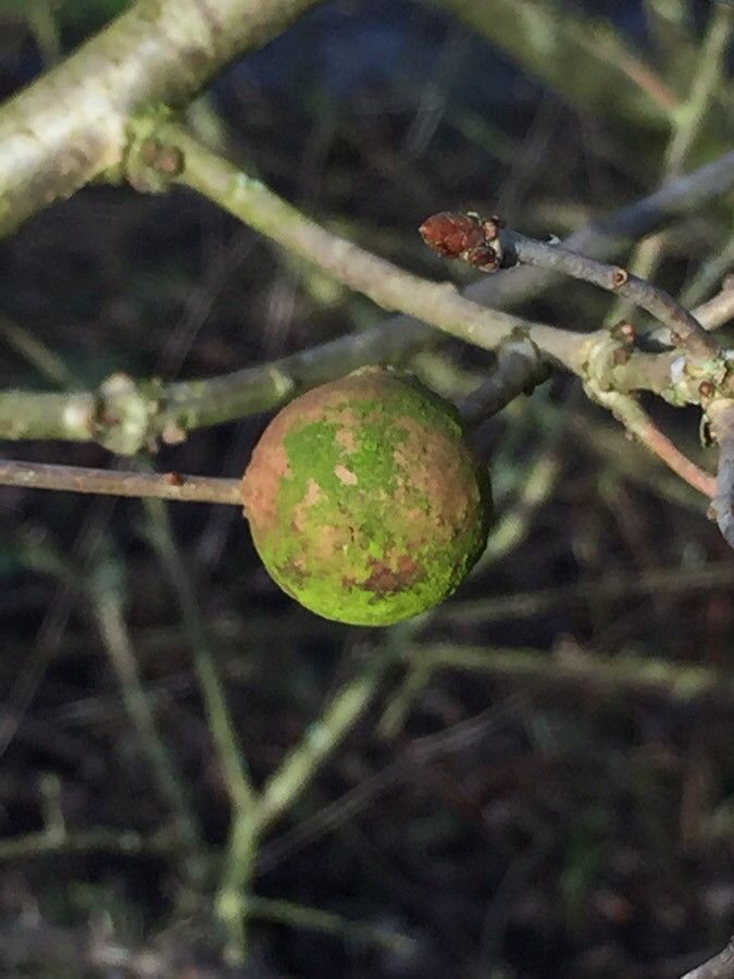 Commiphora mollis — search result for 'Commiphora'