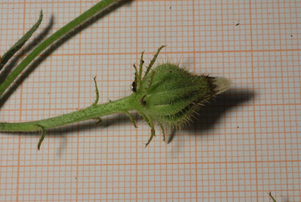 Picris cupuligera fruit