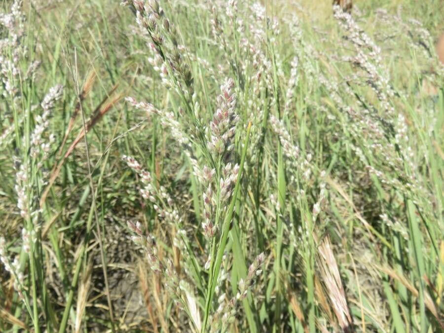 Eragrostis superba flower